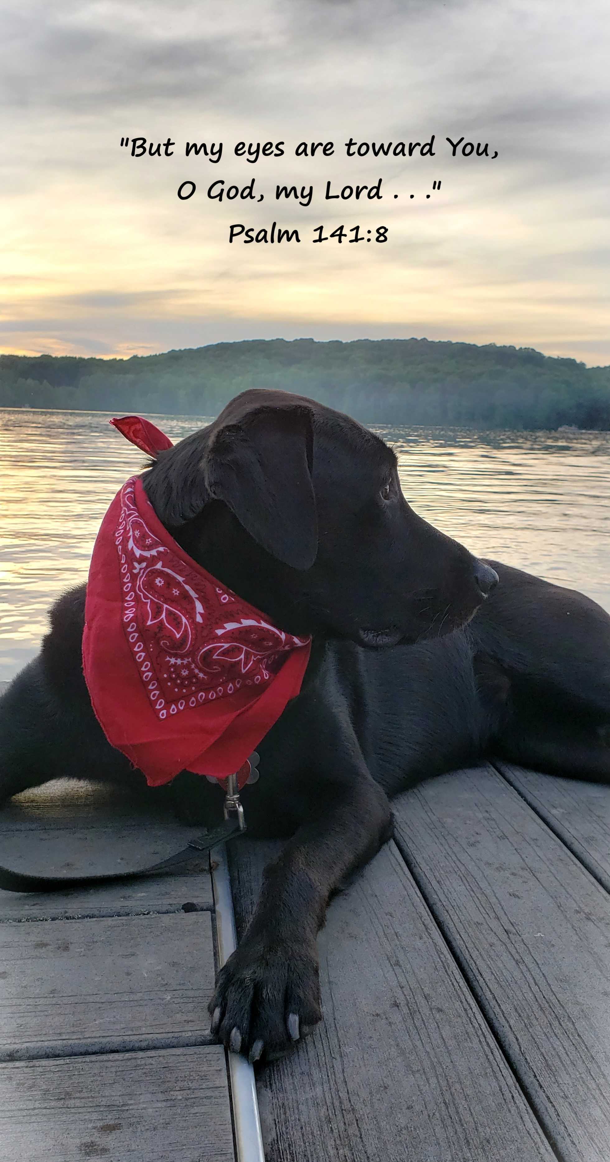 A Moment With Our Creator Psalm 141 8 Lessons From A Lab a-moment-with-our-creator-psalm-141-8-lessons-from-a-lab